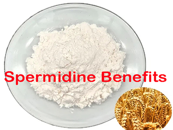 What Does Spermidine Do?